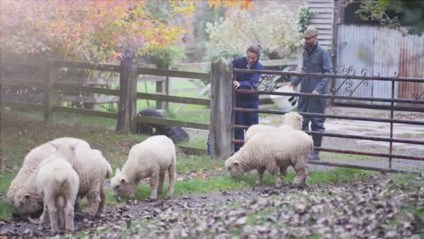 Ζευγάρι Γεωργία Δίνοντας Τροφή Για Πρόβατά Τους Όπως Αυτά Βόσκουν — Αρχείο Βίντεο