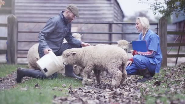 Agricultor Com Veterinário Campo Controlar Rebanho Ovinos — Vídeo de Stock