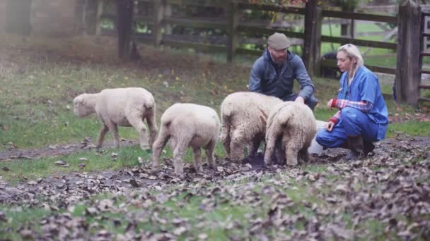 Farmer Vet Out Field Checking Flock Sheep — Stock Video