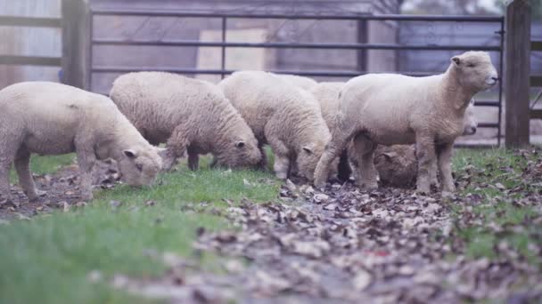 Troupeau Moutons Dans Une Ferme Qui Paissent Dans Les Champs — Video