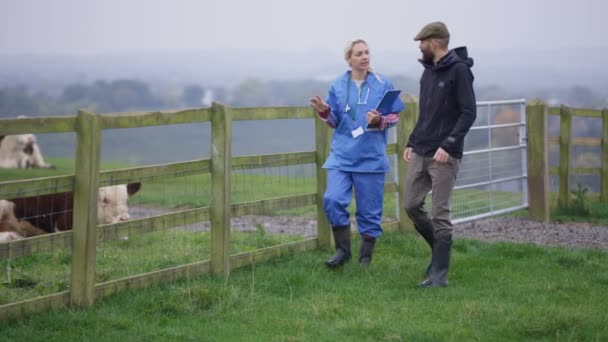 Landwirt Mit Tierarzt Auf Dem Feld Der Das Vieh Kontrolliert — Stockvideo