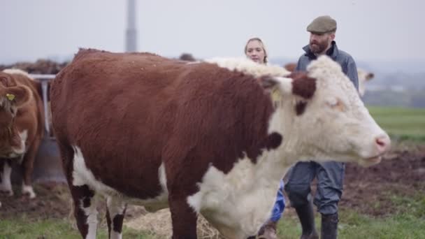 Bonde Med Veterinär Kontroll Boskapsbesättningen Fältet — Stockvideo