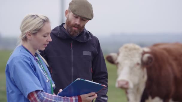 Agricultor Com Veterinário Campo Verificando Touro Jovem — Vídeo de Stock