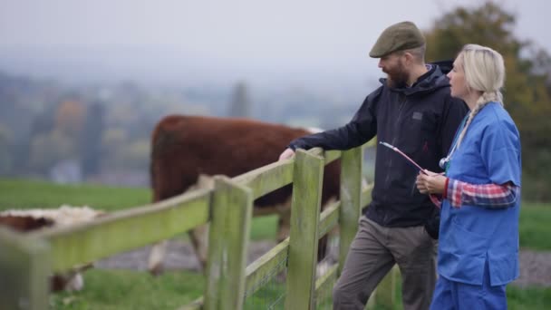 Granjero Con Veterinario Campo Comprobando Ganado — Vídeos de Stock