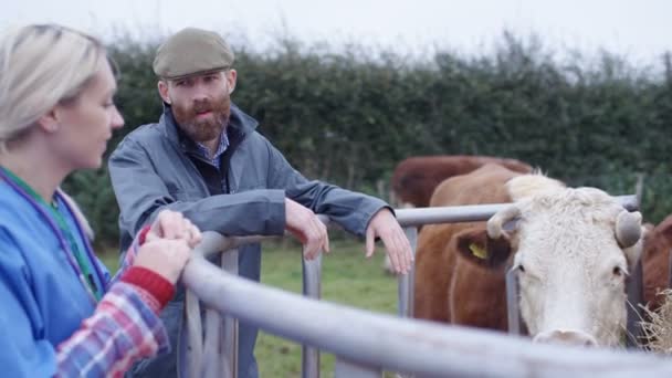 Landwirt Mit Tierärztlicher Kontrolle Der Rinderherde Auf Dem Feld — Stockvideo