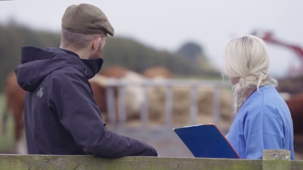 Agricoltore Parlare Con Veterinario Nel Campo Con Bestiame Pascolo Background — Video Stock