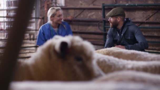 Vet Talking Farmer Checking Sheep Interior Farm Building — Stock Video