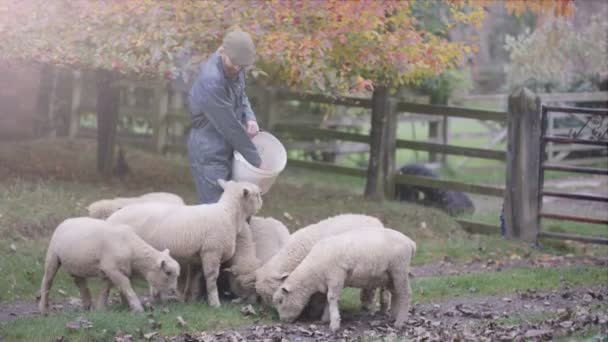 Agricultor Dando Alimento Sus Ovejas Mientras Pastan Campo — Vídeo de stock