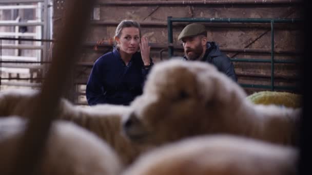 Vet Mówienie Rolnika Sprawdzanie Owce Wnętrzu Budynku Gospodarstw — Wideo stockowe