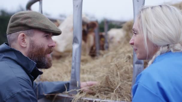 Landwirt Mit Tierärztlicher Kontrolle Der Rinderherde Auf Dem Feld — Stockvideo