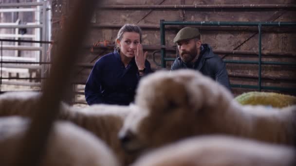 Dierenarts Praten Met Boer Controle Schapen Het Interieur Van Boerderij — Stockvideo