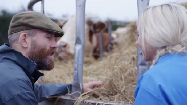 Landwirt Mit Tierärztlicher Kontrolle Der Rinderherde Auf Dem Feld — Stockvideo