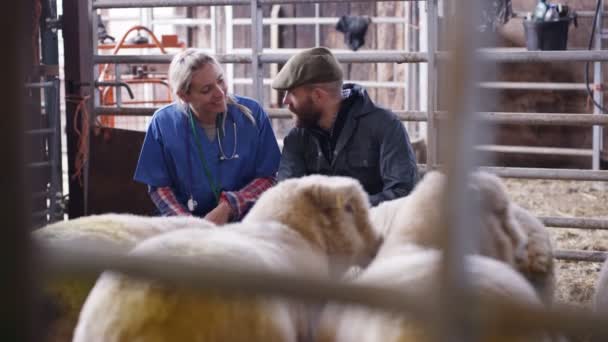 Vet Conversando Com Agricultor Verificando Ovelhas Interior Edifício Fazenda — Vídeo de Stock