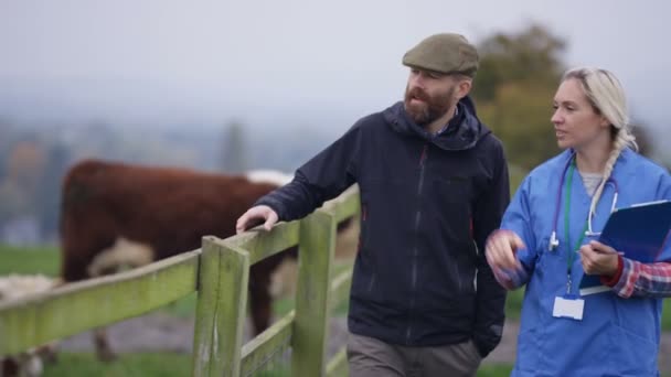 Farmer Vet Out Field Checking Livestock — Stock Video