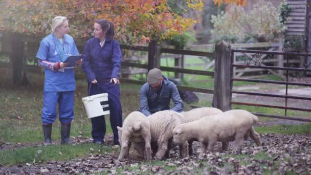 Couple Agricole Parlant Vétérinaire Occupant Troupeau Moutons — Video
