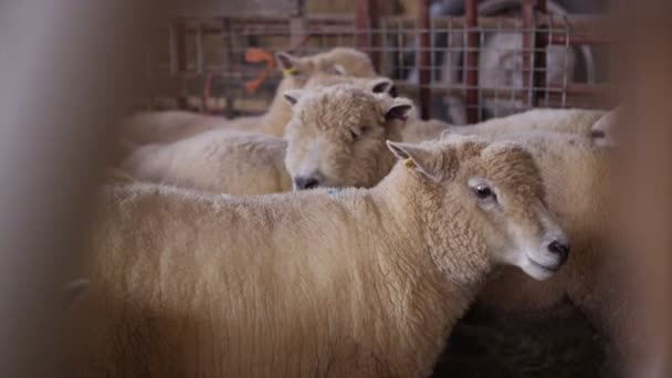 Rebanho Ovelhas Edifício Fazenda Amontoando Juntos — Vídeo de Stock