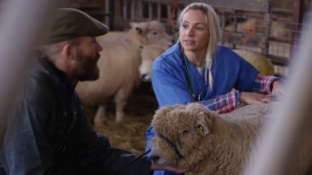 Vet Mówienie Rolnika Zbadanie Owce Wnętrzu Budynku Gospodarstw — Wideo stockowe