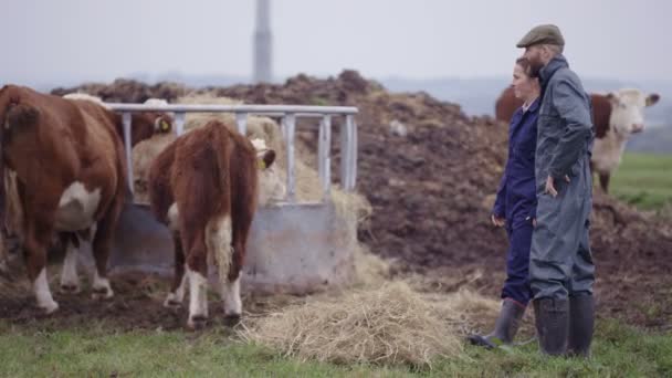 农业夫妇在田间检查牛群 — 图库视频影像