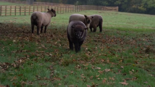 4K Troupeau de moutons dans une ferme qui paissent dans les champs 