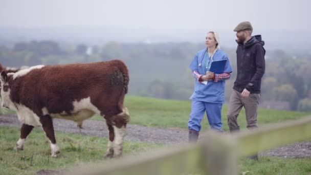 农民与兽医在田间检查牛群 — 图库视频影像