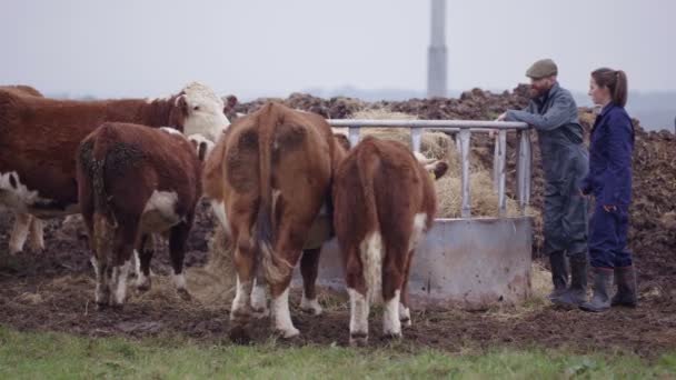 Landbouw Paar Het Veld Controleren Een Kudde Vee — Stockvideo