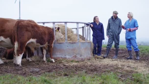 Pareja Agrícola Hablando Con Veterinario Cuidando Rebaño Ovejas — Vídeos de Stock