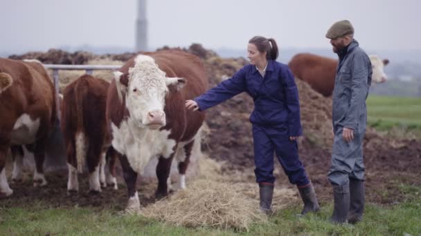 Tarım Çift Dışarı Sığır Sürüsü Üzerinde Denetimi Alanındaki — Stok video