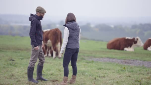 Landwirt Paar Auf Dem Feld Und Kontrolle Der Rinderherde — Stockvideo