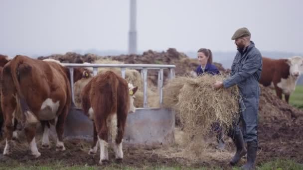 Farming Couple Out Field Checking Herd Cattle — Stock Video