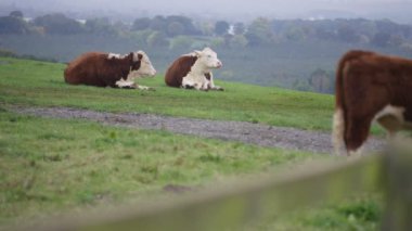 4k çiftlik kırsal alandaki otlatma sığır sürüsü