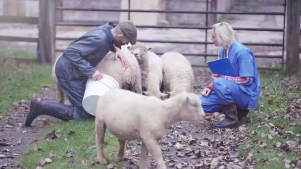 Farmer Vet Out Field Checking Flock Sheep — Stock Video