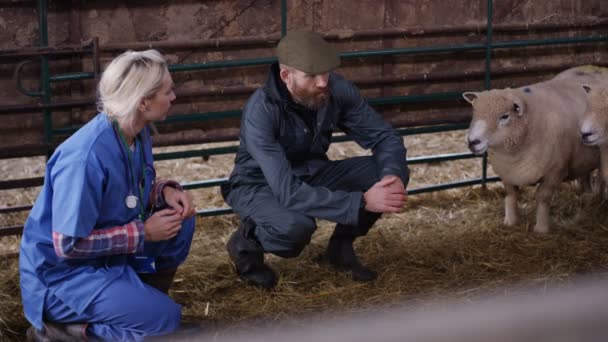 Vet Mówienie Rolnika Sprawdzanie Owce Wnętrzu Budynku Gospodarstw — Wideo stockowe