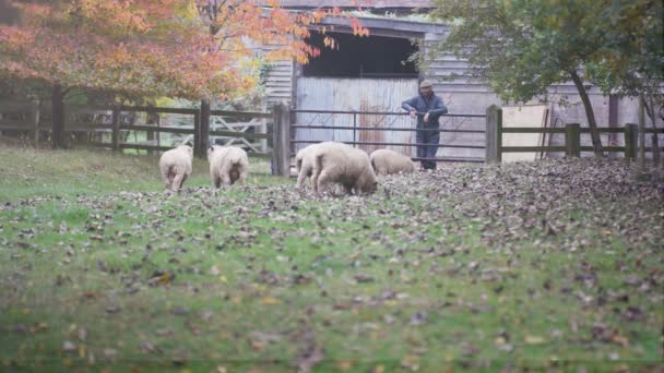 Farmer Cuidando Suas Ovelhas Enquanto Pastam Campo — Vídeo de Stock