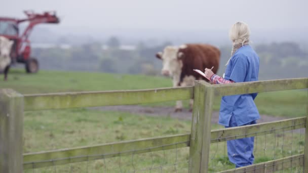 Tierarzt Mit Klemmbrett Auf Dem Feld Der Rinder Kontrolliert — Stockvideo