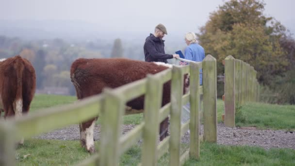 Bonde Med Veterinären Ute Fältet Kontrollera Boskapsbesättningen — Stockvideo