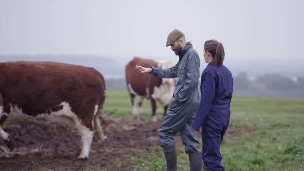 Pareja Agricultores Campo Control Rebaño Ganado — Vídeo de stock