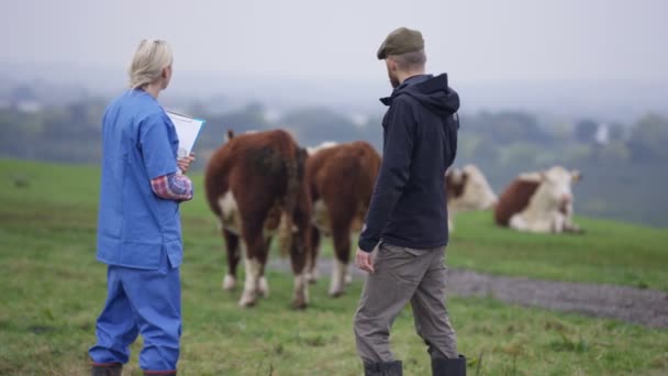 Bonde Med Veterinären Ute Fältet Kontrollera Boskapsbesättningen — Stockvideo