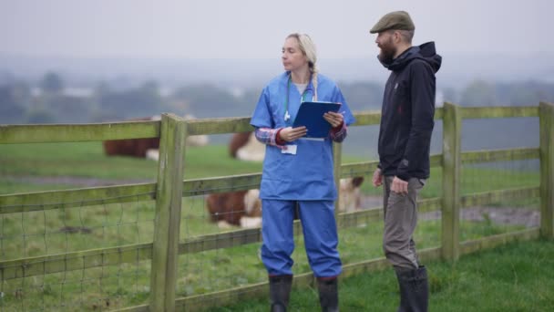 农民与兽医在田间检查牲畜 — 图库视频影像