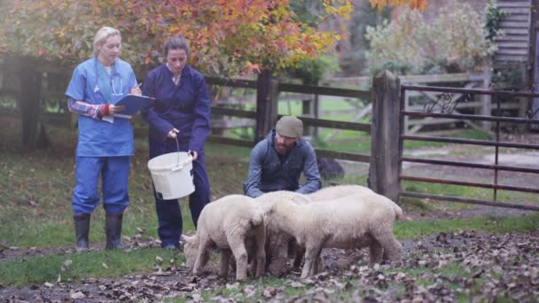 Casal Agrícola Conversando Com Veterinário Cuidando Rebanho Ovelhas — Vídeo de Stock