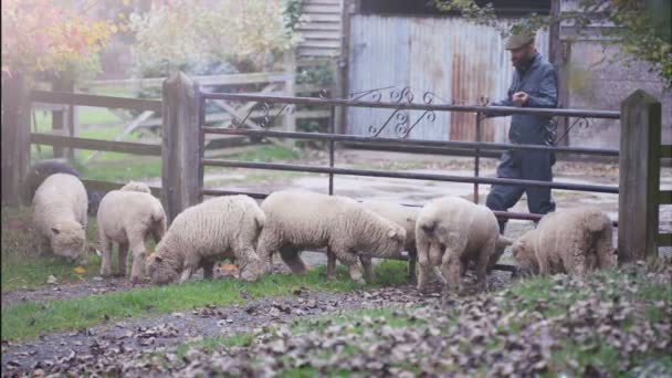 Rolnik Dając Nakarm Swoje Owce Jak Oni Paść Polu — Wideo stockowe