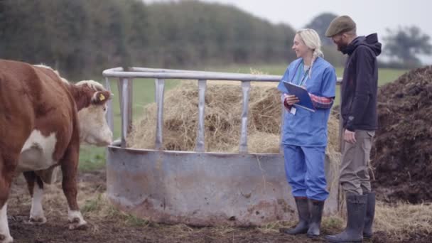 Fermier Avec Vétérinaire Sur Terrain Vérifier Sur Jeune Taureau — Video