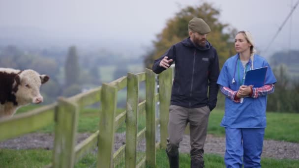 Boer Met Dierenarts Het Veld Controleren Het Vee — Stockvideo