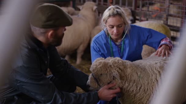 Tierarzt Spricht Mit Landwirt Und Untersucht Schafe Inneren Eines Landwirtschaftlichen — Stockvideo