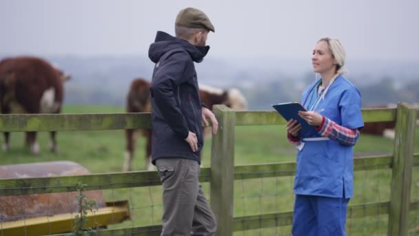 Landwirt Mit Tierarzt Auf Dem Feld Der Das Vieh Kontrolliert — Stockvideo