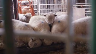 4 k çiftçi alarak Bakım çiftliği binanın iç koyun sürüsü