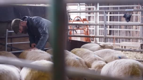 農場の建物の内部で羊の群れの農夫を世話する — ストック動画