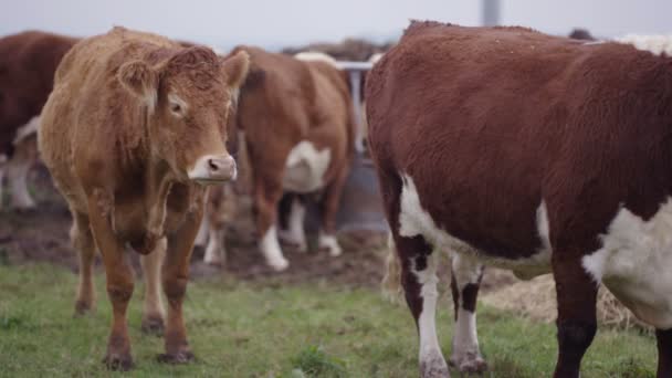 Farmer Vet Checking Cattle Herd Field — Stock Video