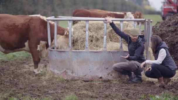 Agricultor Com Veterinário Campo Verificando Rebanho Gado — Vídeo de Stock