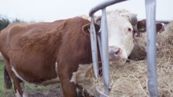 Bliska Młodych Bullock Jedzenie Siana Polu — Wideo stockowe