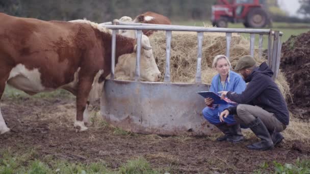 Fermier Avec Vétérinaire Sur Terrain Vérifier Sur Jeune Taureau — Video